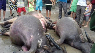 Cả đàn trâu 7 con bị tàu hỏa tông chết ở Hà Tĩnh