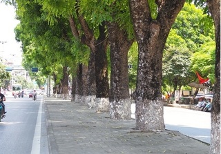 Ngắm hình ảnh xanh mướt mắt của hàng cây trên phố Kim Mã trước ngày đốn hạ