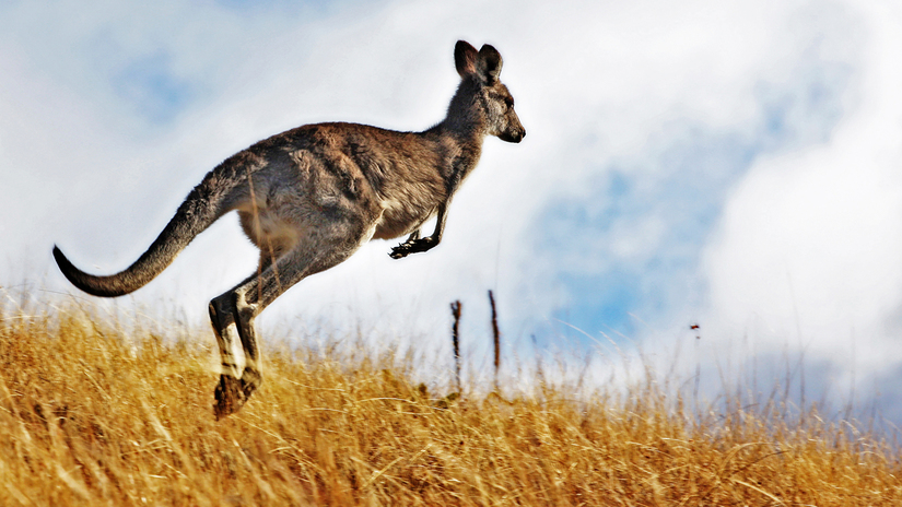 Chính quyền Úc đang huy động người dân ăn thịt Kangaroo. Ảnh: Internet