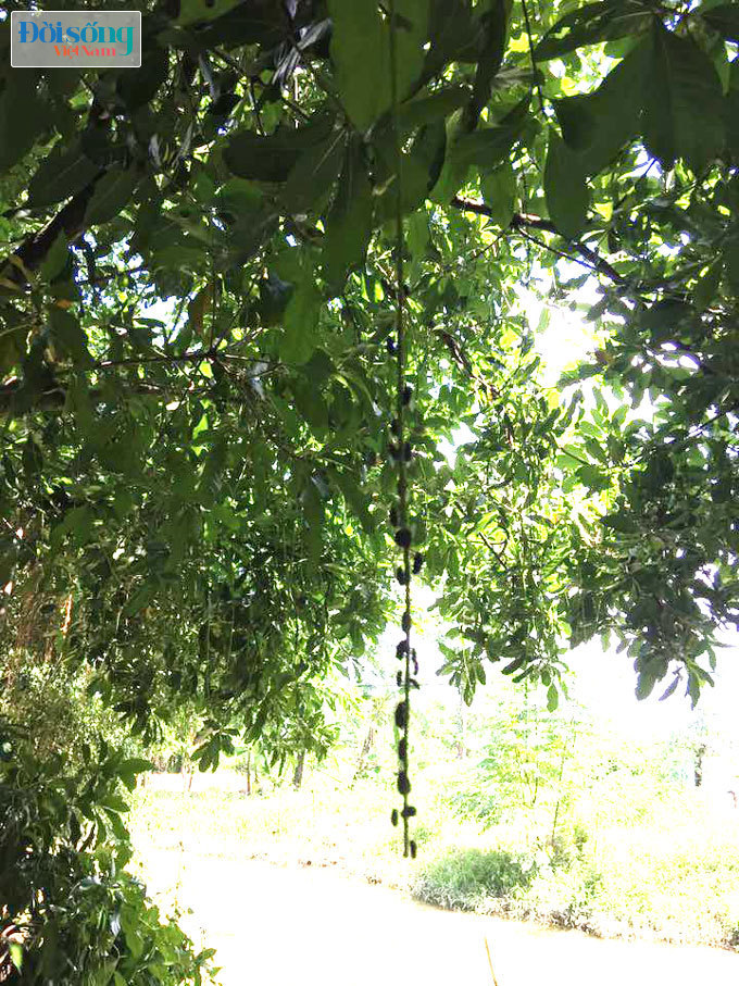 Ruồi xanh đậu kín cành cây