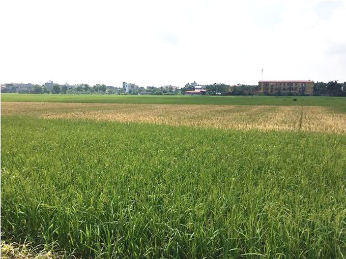 Phun thuốc diệt cỏ phá hoại lúa ở Hải Phòng