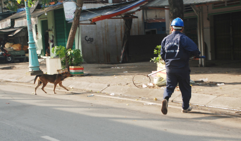 Bắt chó thả rông