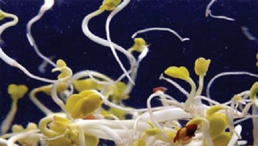 Giá đỗ trồng ở Đức nhiễm khuẩn E.coli chủng mới