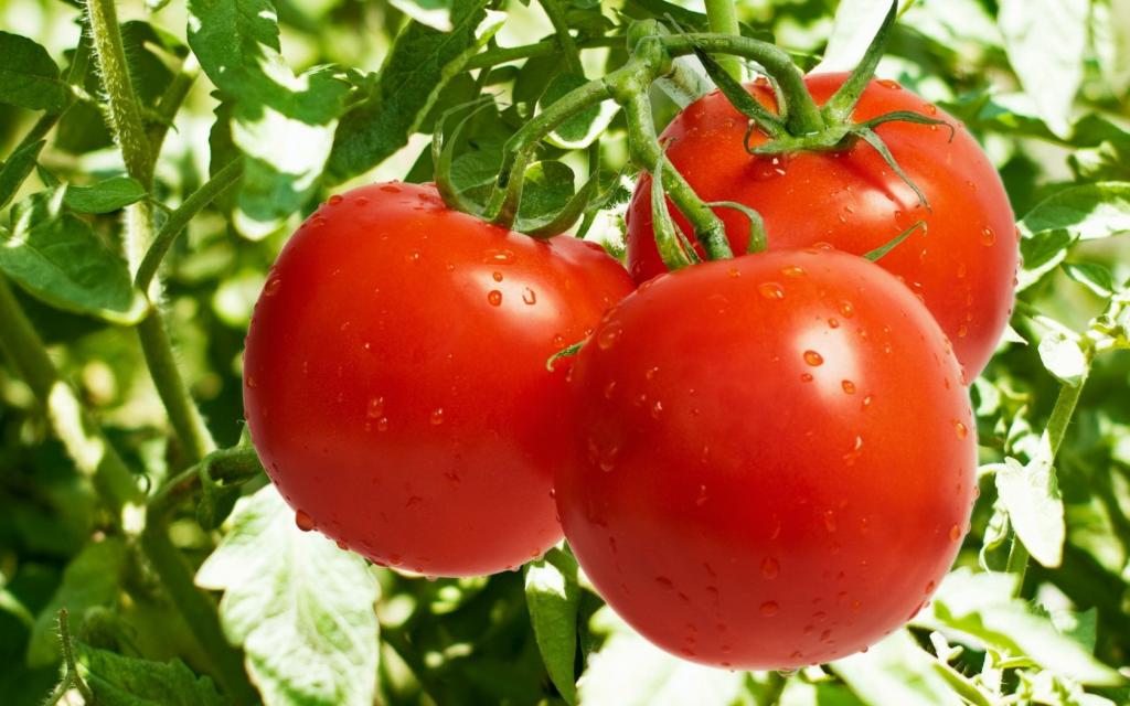 lợi ích của cà chua, công dụng của cà chua