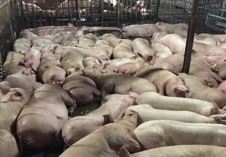 Hàng nghìn con lợn tiêm thuốc an thần chờ mổ: Nguy cơ bị ung thư nếu ăn phải