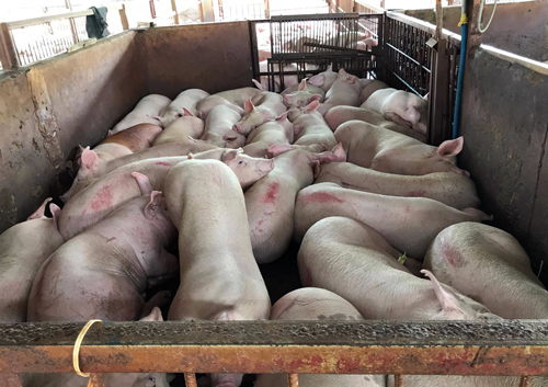 Gần 4000 con lợn bị tiêm thuốc an thần: Đề nghị tiêu hủy số lợn