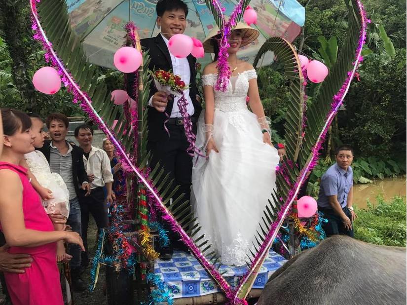 đám cưới rước dâu bằng xe trâu ở Nghệ An gây bão mạng