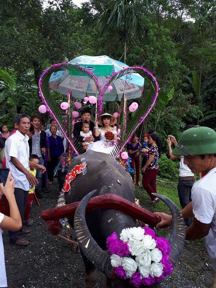 đám cưới rước dâu bằng xe trâu ở Nghệ An gây bão mạng1