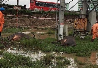 5 con trâu chết bất ngờ dưới chân trạm biến áp ở Hà Nội