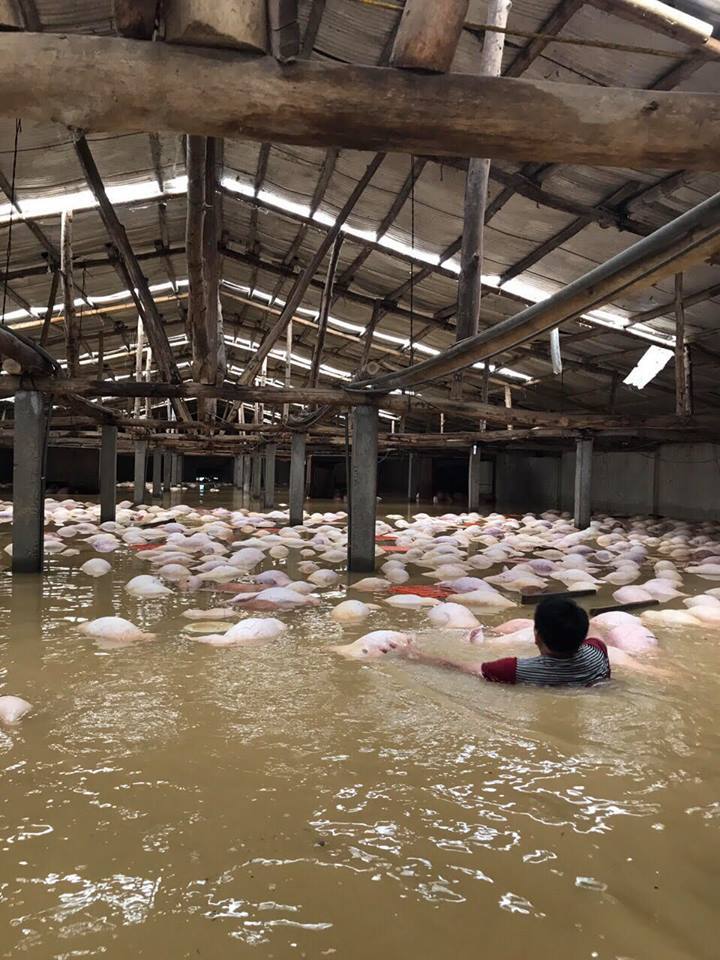 hình ảnh hàng loạt vật nuôi chết trong nước lũ ở Thanh Hóa 2