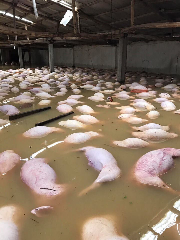 hình ảnh hàng loạt vật nuôi chết trong nước lũ ở Thanh Hóa 3