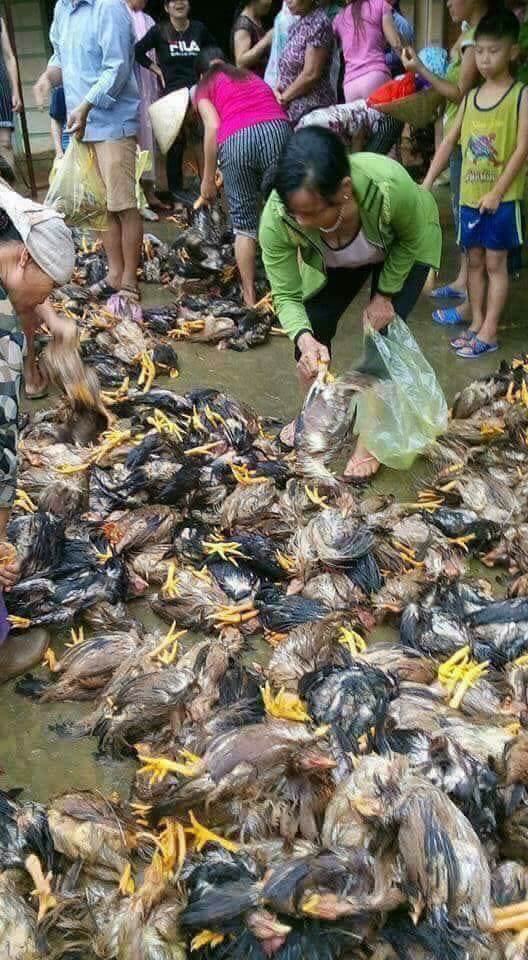 hình ảnh hàng loạt vật nuôi chết trong nước lũ ở Thanh Hóa 10