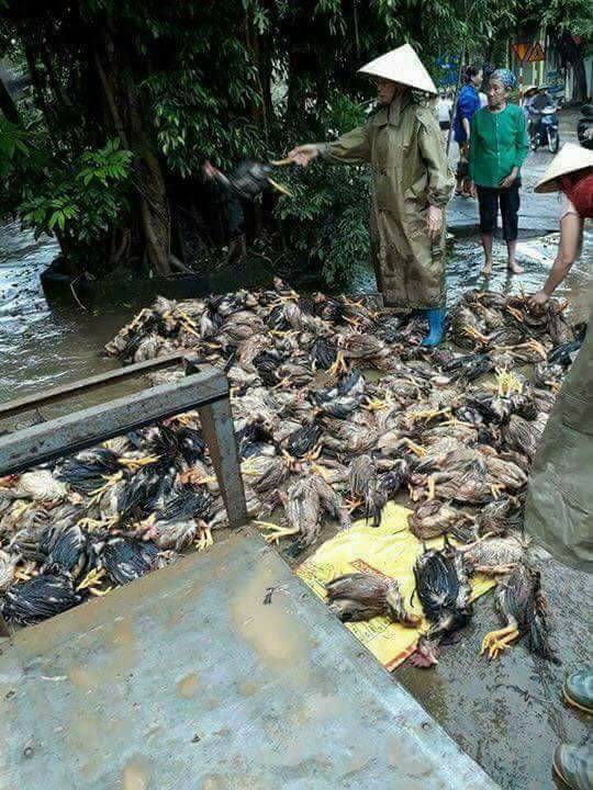 hình ảnh hàng loạt vật nuôi chết trong nước lũ ở Thanh Hóa 11