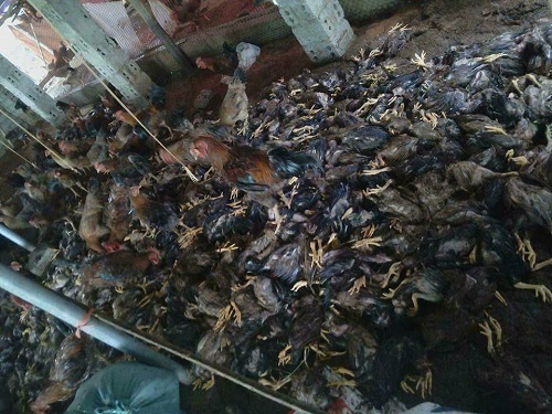 hình ảnh hàng loạt vật nuôi chết trong nước lũ ở Thanh Hóa 9