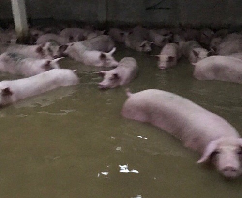 hình ảnh hàng loạt vật nuôi chết trong nước lũ ở Thanh Hóa 8