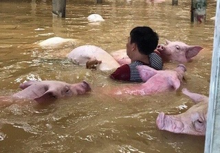 Đau lòng hình ảnh hàng loạt vật nuôi chết trong nước lũ ở Thanh Hóa