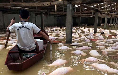 Lũ lụt vỡ đê ở Thanh Hóa làm gần 4.000 con lợn chết đuối