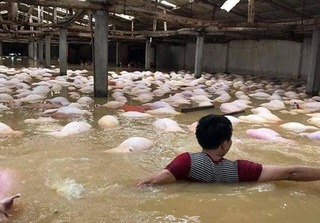 Lũ lụt ở Thanh Hóa: Hàng nghìn hộ dân bị nước nhấn chìm, lợn gà chết đuối la liệt
