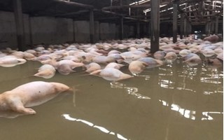 Thanh Hóa chỉ đạo tiêu hủy 5000 con lợn chết đuối vào ngày mai