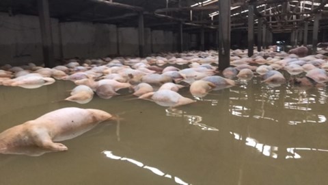5000 con lợn chết trong mưa lũ ở Thanh Hóa sẽ được tiêu hủy