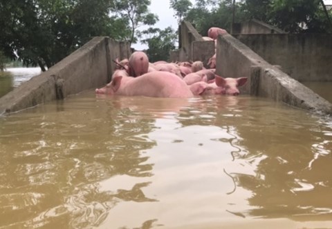 5000 con lợn chết trong mưa lũ ở Thanh Hóa