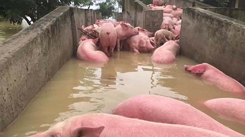 tiêu hủy gần 6.000 con lợn chết ở Thanh Hóa gặp khó