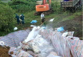 Chôn lấp xong 6000 con lợn chết đuối ở Thanh Hóa trong ngày hôm nay