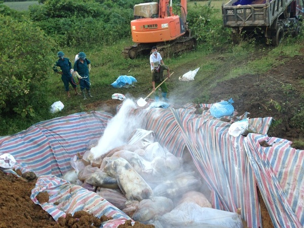 Chôn lấp 6000 con lợn chết ở Thanh Hóa
