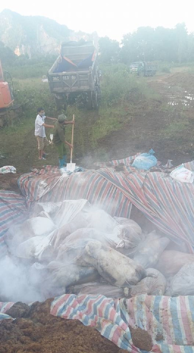 Lợn chết đuối ở Thanh Hóa trong mưa lũ đã được tiến hành chôn lấp