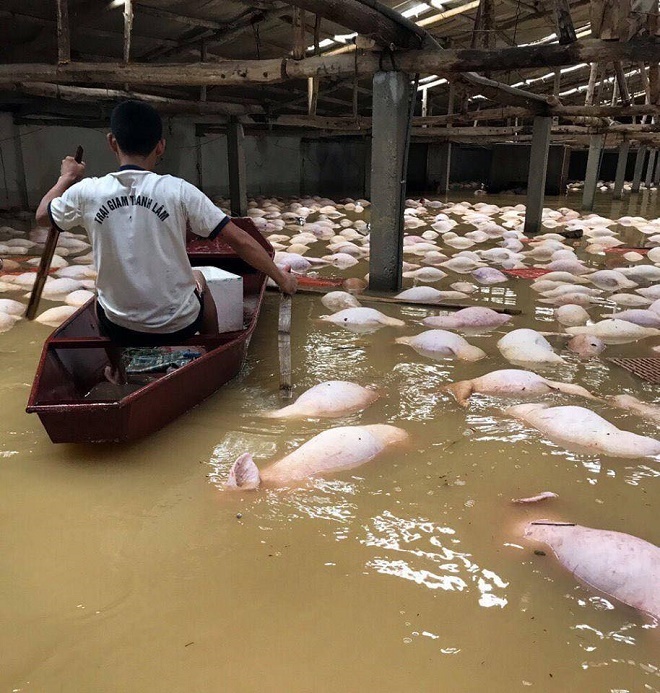 Lợn chết đuối ở Thanh Hóa trong mưa lũ 