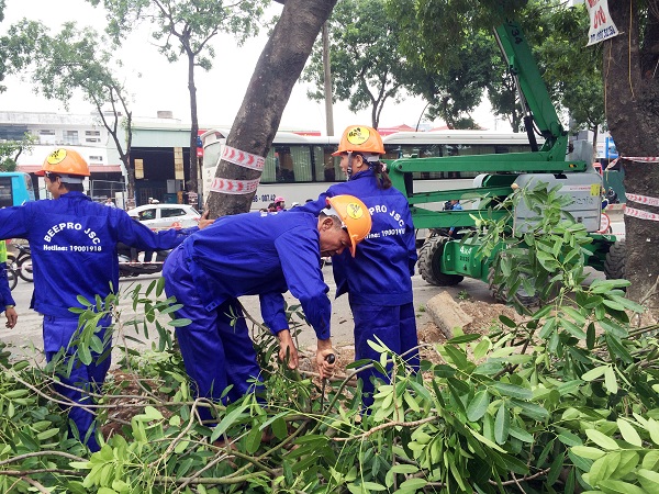 Chưa có kinh phí chặt hạ gần 1.300 cây xanh trên đường Phạm Văn Đồng