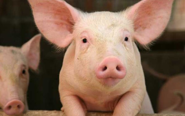 Cập nhật giá lợn hơi mới nhất giá lợn miền Bắc thấp nhất cả nước