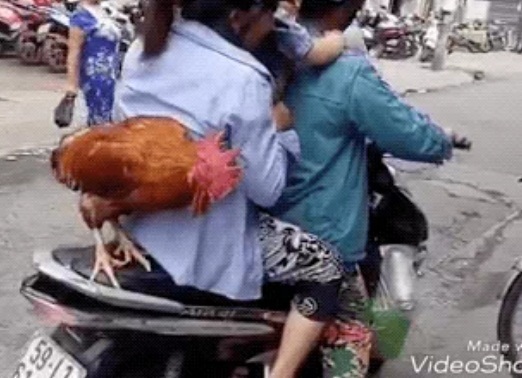 Chú gà trống đứng trên xe máy đi dạo khắp phố phường hot MXH