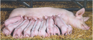 Giá heo hơi hôm nay 27/10: Giá lợn hơi mới nhất ở miền Bắc ít biến động