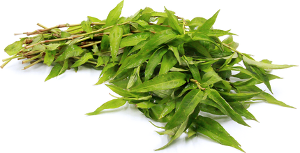Truyền miệng nhau cách trị đau mắt đỏ bằng rau răm