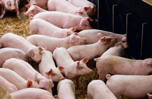 Giá heo hơi hôm nay 1/11: Giá lợn hơi mới nhất tăng nhẹ ở 3 miền