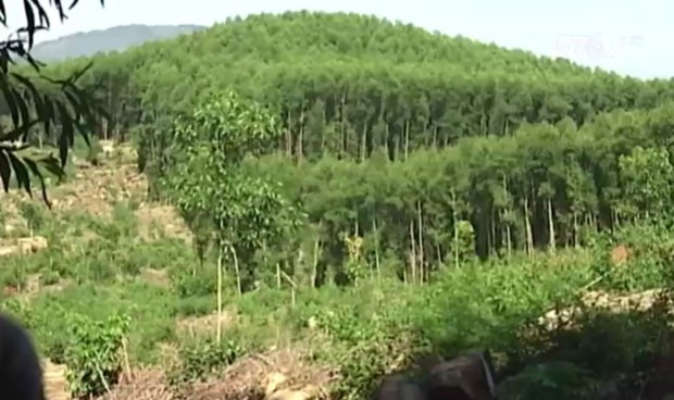 Chặt phá 60 ha keo ở Quảng Ngãi do bị chính quyền cấp chồng lấn