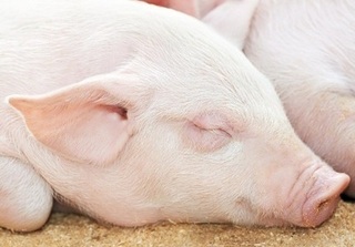 Giá heo hơi hôm nay 5/11: Giá lợn hơi mới nhất ở Hà Nội lên 32.500 đồng/kg
