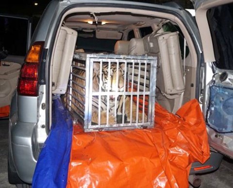 Bắt vụ vận chuyển hổ đi tiêu thụ từ Nghệ An ra Hà Nội