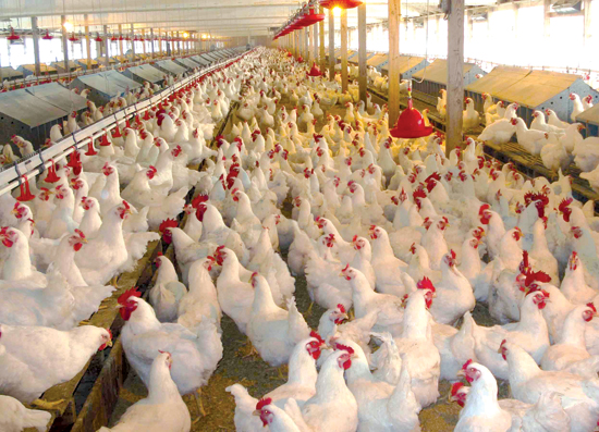 kkhoảng 80% động vật bị tiêm thuốc kháng sinh ở các trại chăn nuôi 
