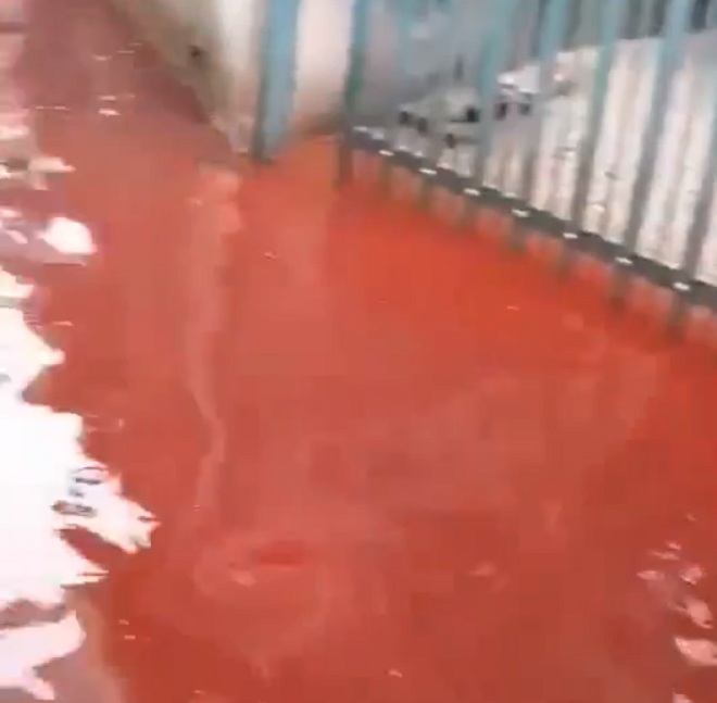 Hãi hùng con hẻm ngập nước đỏ nghi do cơ sở giết mổ xả thải