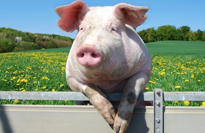  Giá heo hơi hôm nay 10/11: Giá lợn hơi mới nhất ổn định 30.000 đồng 