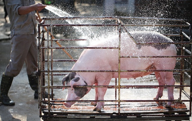 Giá heo hơi hôm nay 11/11:Giá lợn hơi mới nhất 31.000 đồng/kg