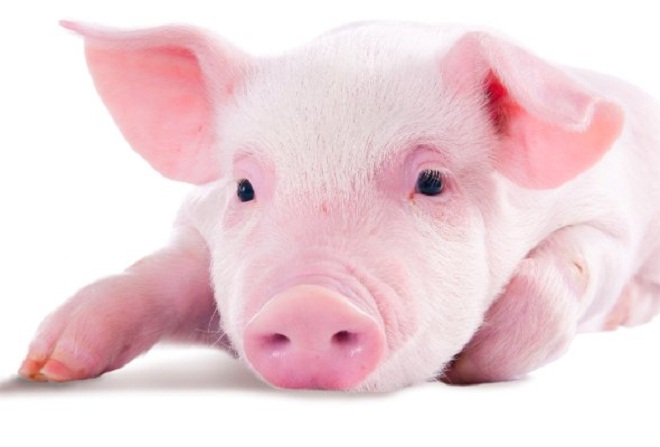 Giá heo hơi hôm nay 14/11: Giá lợn hơi mới nhất ở miền Bắc giảm nhẹ