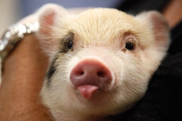 Dự báo giá heo hơi hôm nay 18/11: Giá lợn hơi mới nhất cầm chừng 29.000 đồng/kg