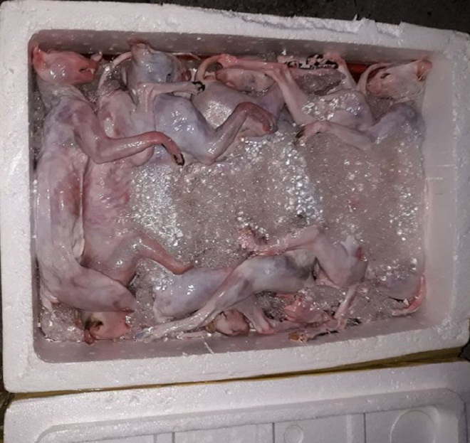 Hơn 1 tấn mèo gà đông lạnh bị bắt giữ ở Hà Tĩnh
