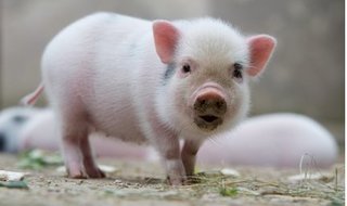 Dự báo giá heo hơi hôm nay 21/11: Giá lợn hơi mới nhất ở miền Nam 29.500 đồng/kg