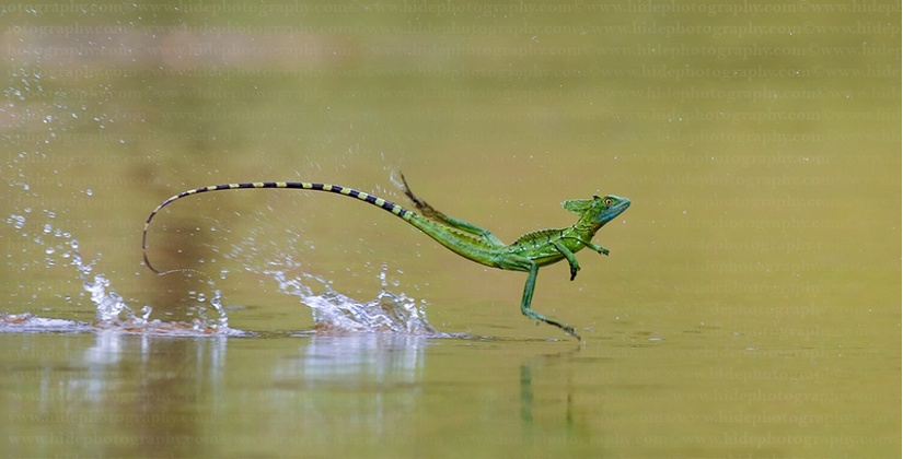 Những loài vật có thể đi lại trên nước có thằn lằn Basilisk