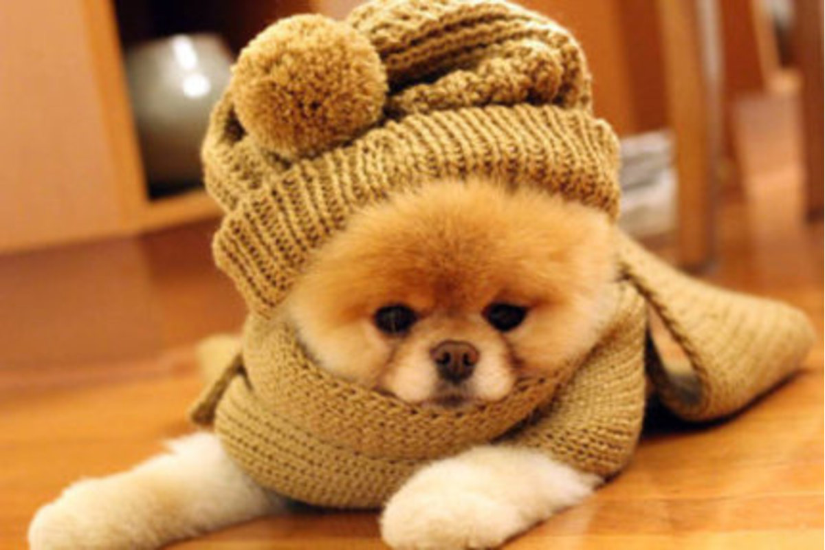 Ngộ nghĩnh những chú cún mặc áo dày cộp chống cái rét mùa đông