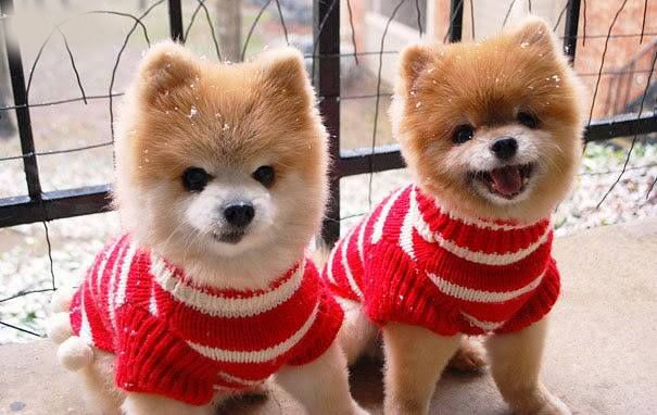 Ngộ nghĩnh những chú cún mặc áo dày cộp chống cái rét mùa đông 10